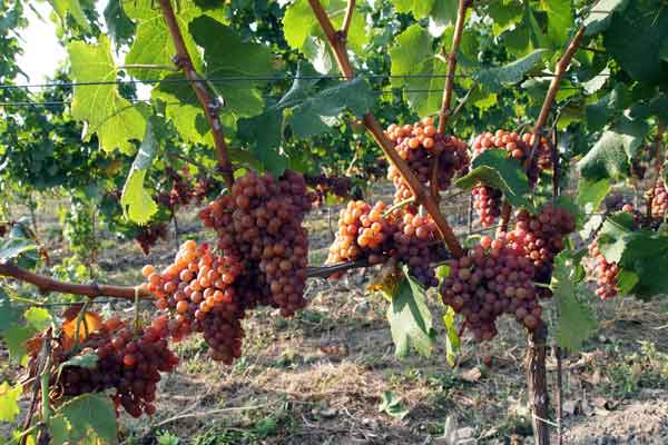 Weinbaugebiete in Tschechien