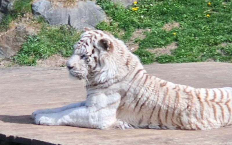 Die weißen Tiger im Weißen Zoo in Kernhof