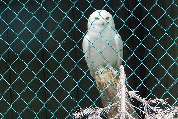 Es ist nicht Hedwig - es ist der Schneeeulen-Papa