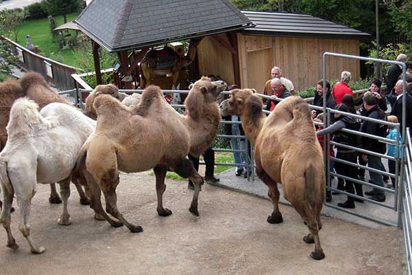 Der weiße Zoo und das Kameltheater in Kernhof