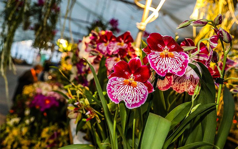 Orchideenschau in den Blumengärten Hirschstetten (Foto © Stadt Wien, Fürthner)