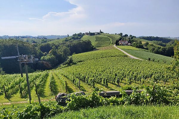 Weingärten wohin man schaut - in der slowenischen Toscana