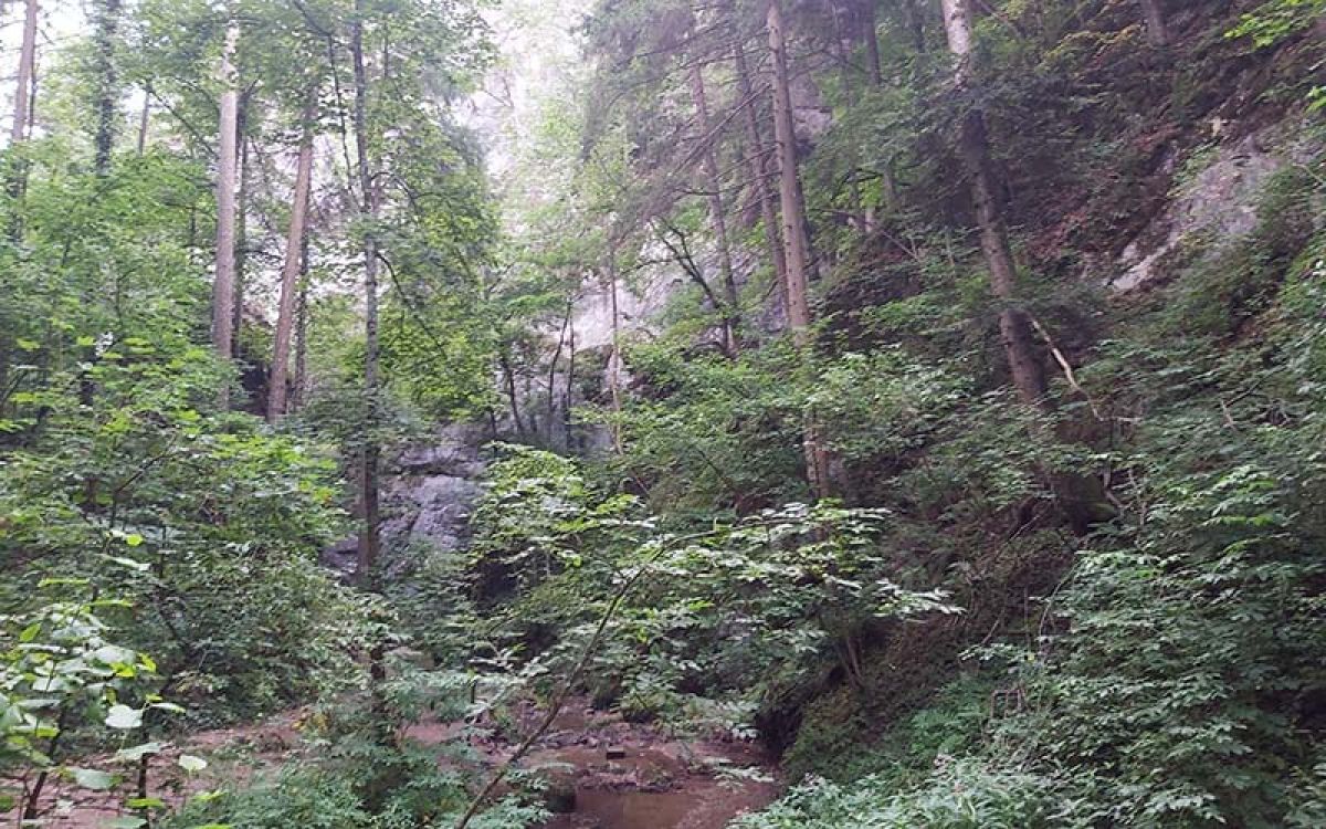 Mystisch zu jeder Zeit: Die Johannisbachklamm bei Würflach