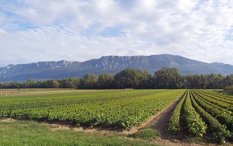 In den Weingärten des Vipava Tals mit dem Rad unterwegs