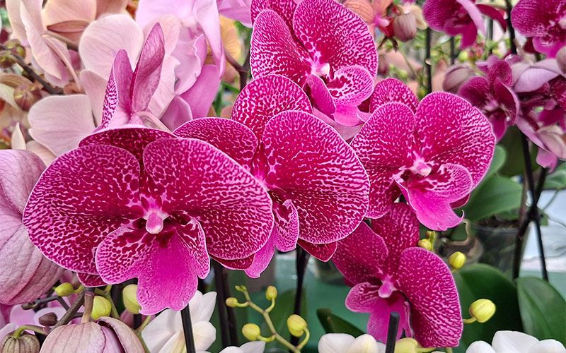 Orchideenausstellung in den Blumengärten Hirschstetten