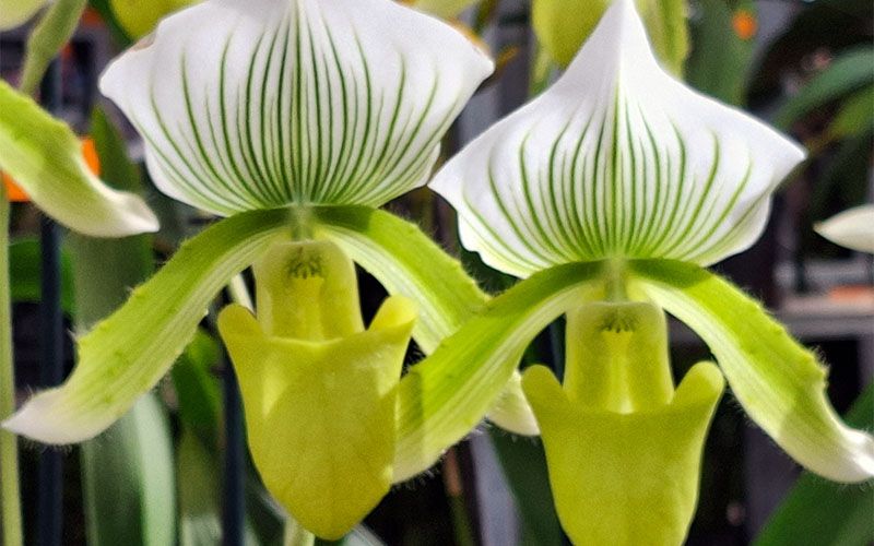 Orchideen und mehr ...