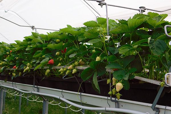 Erdbeeren, Spargel, Pilze und mehr ...