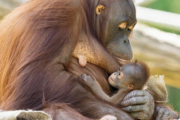 Orang-Utan Sari mit Jungtier Kendari (Foto © Daniel Zupanc)