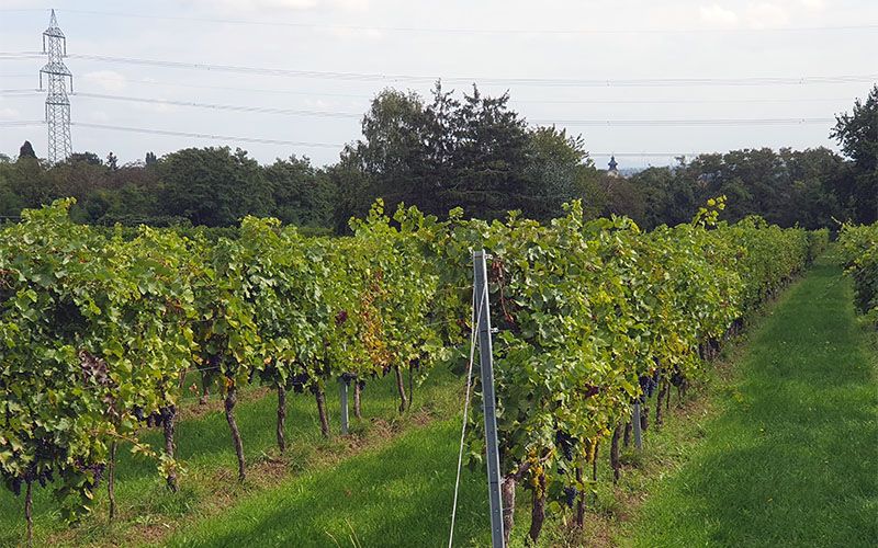 Am Wiener Weinwanderweg am Bisamberg