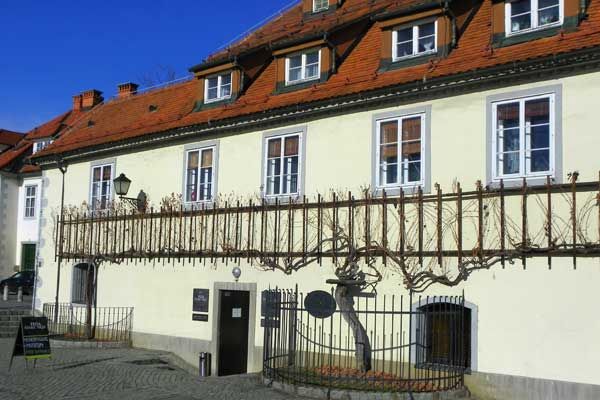 Das Haus der Alten Rebe in Maribor